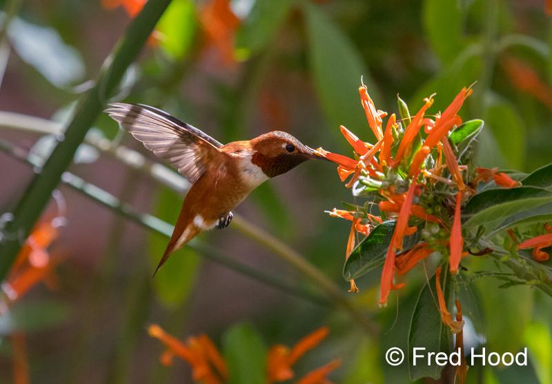 rufous hummingbird