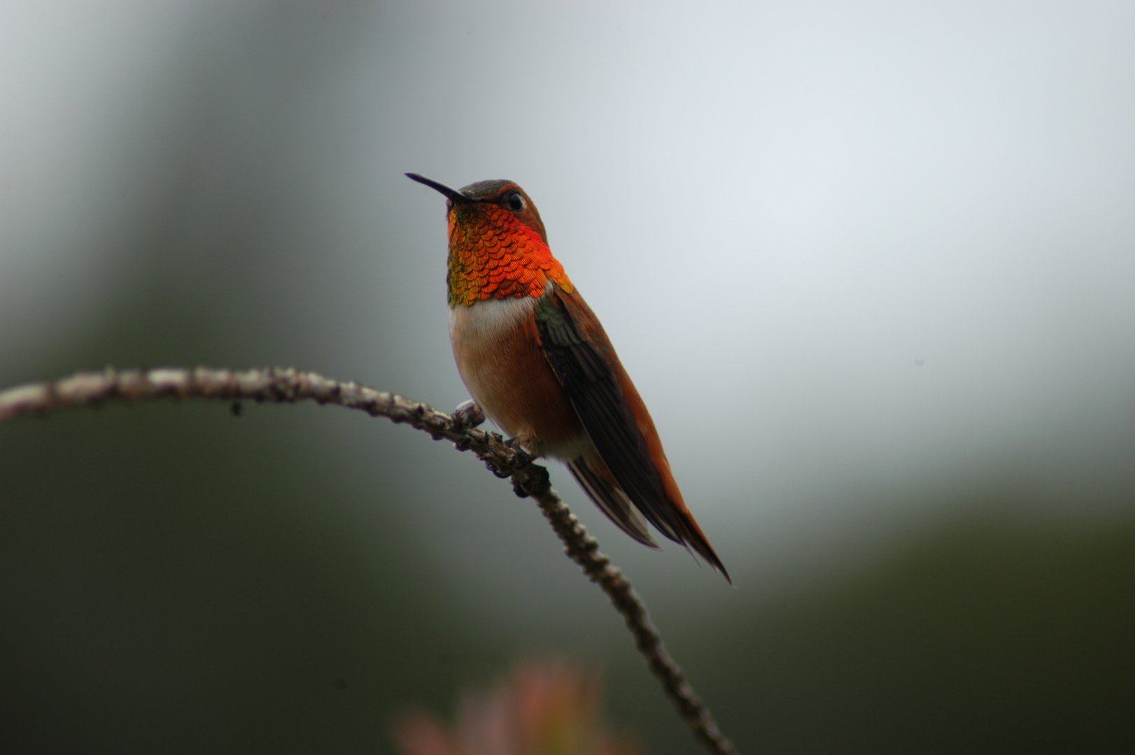 Rufous Hummingbird