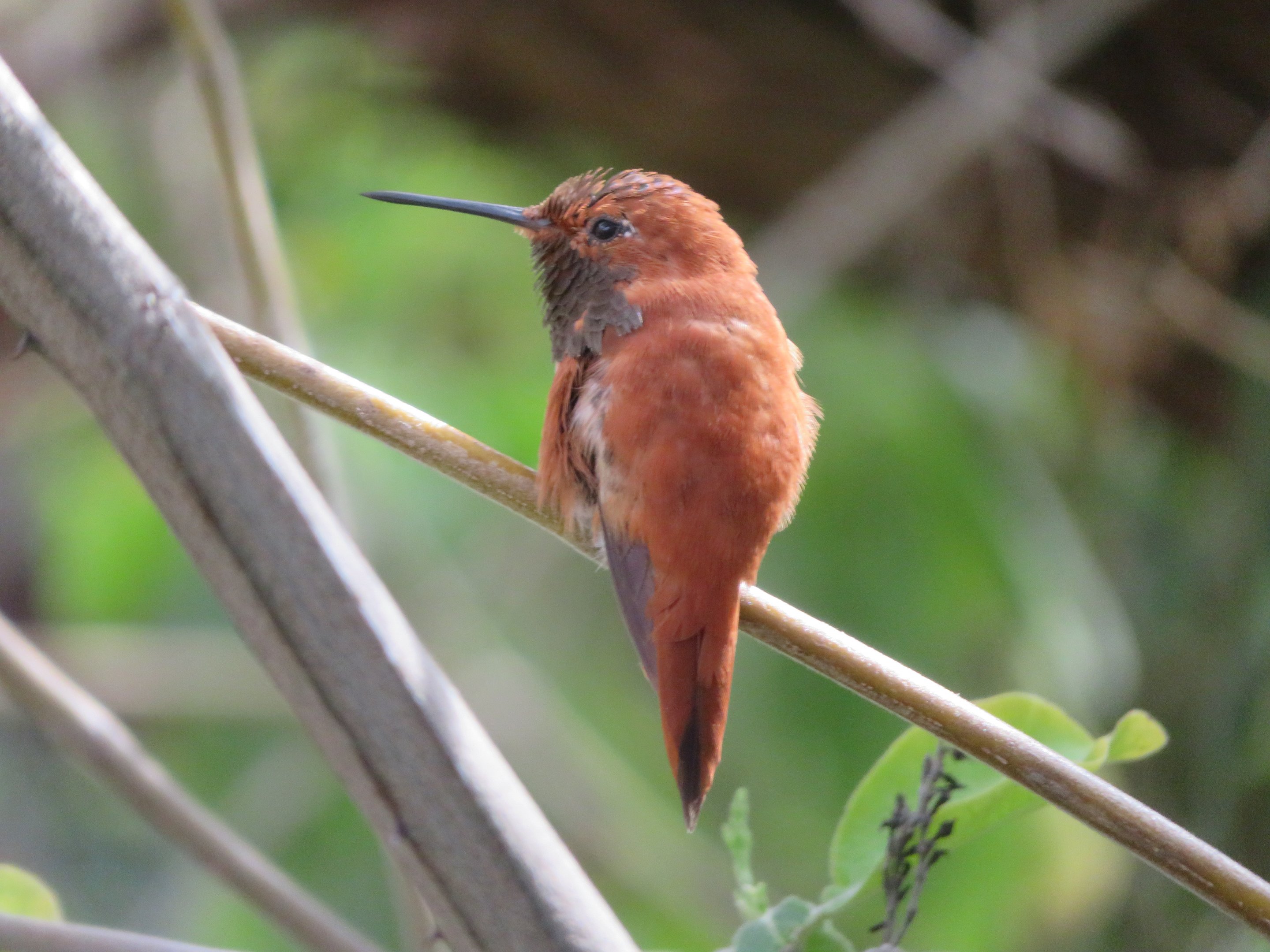 Rufous Hummingbird