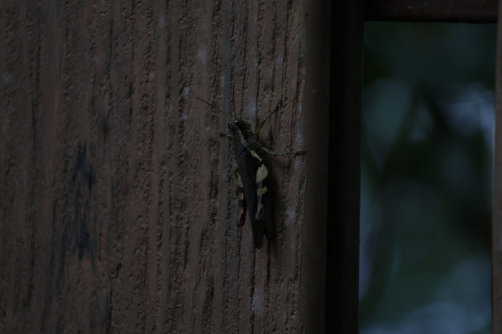 Rufous-legged grasshopper (Xenocatantops humilis)