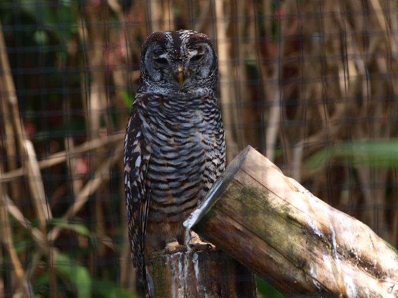 Rufous-legged owl (April 19th, 2015)