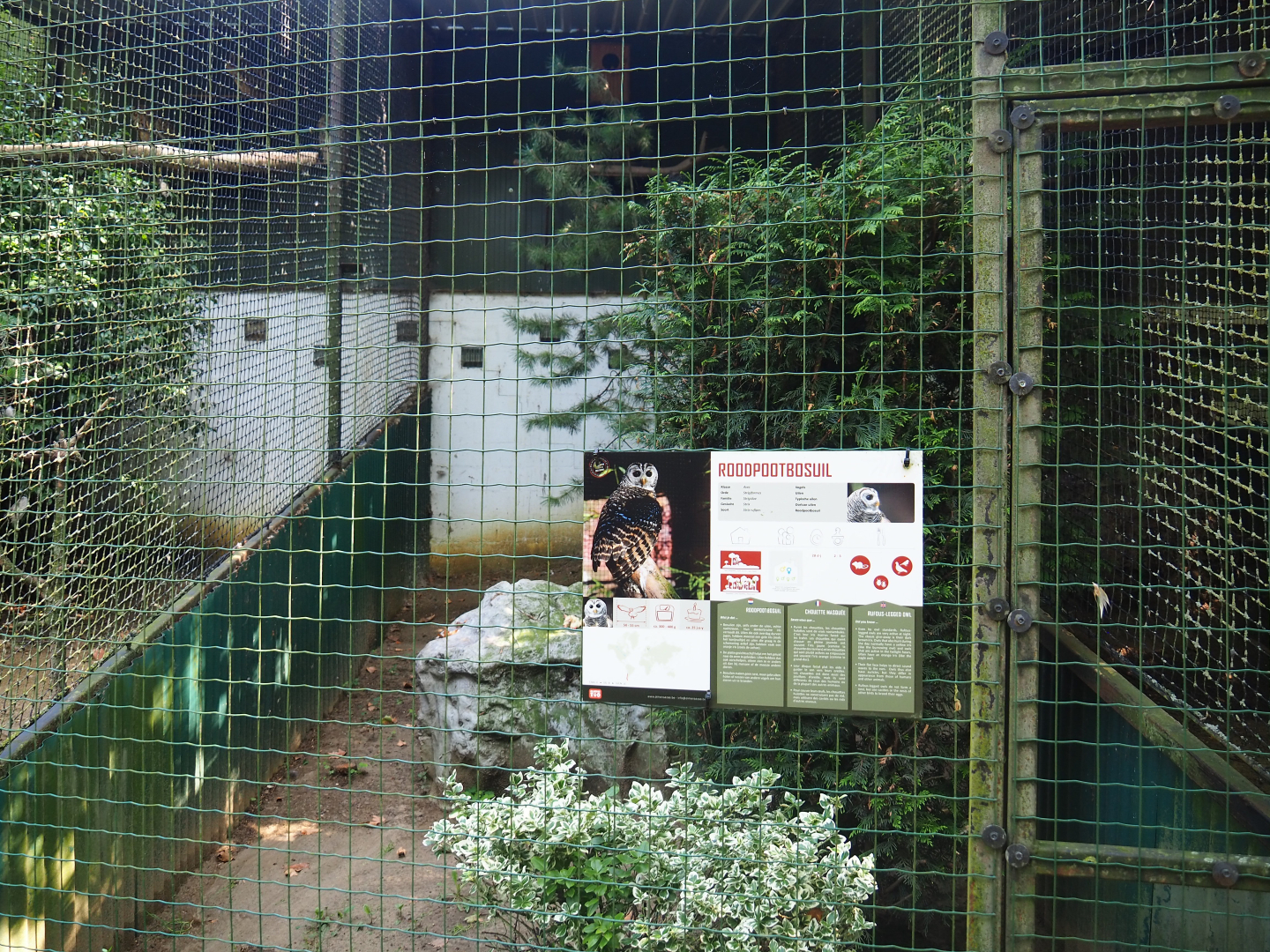 Rufous-legged owl aviary, 2019-08-04