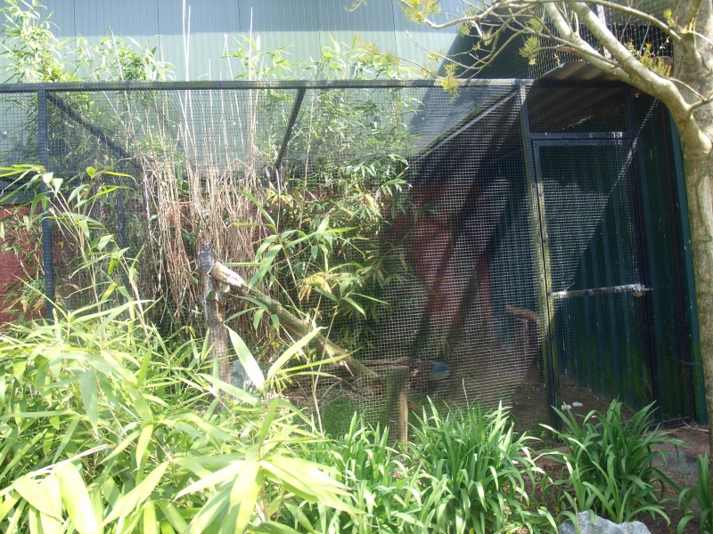 Rufous-legged owl aviary (April 19th, 2015)