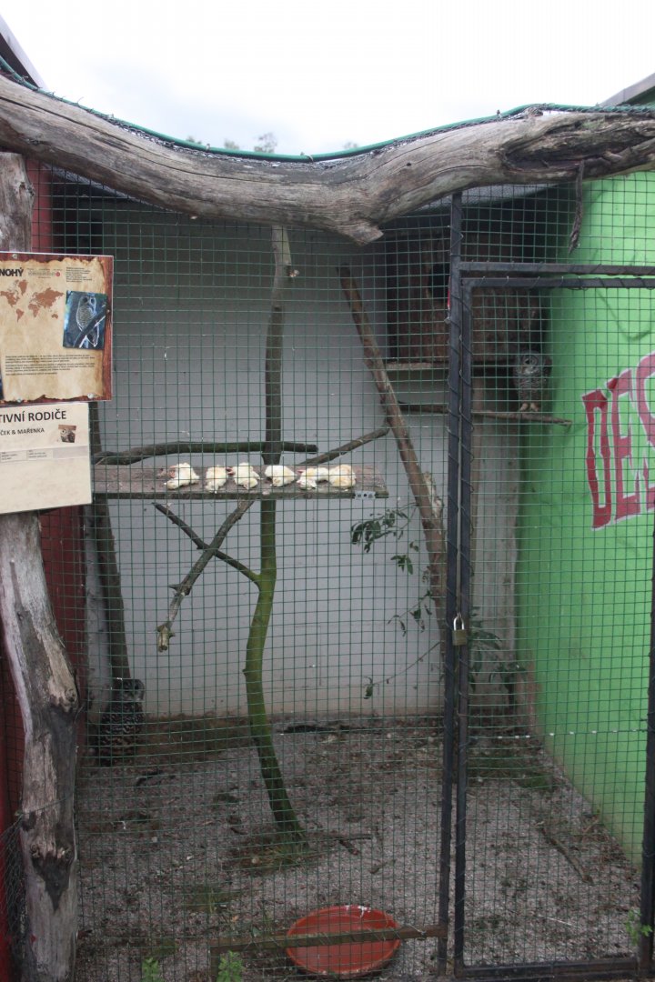 Rufous-legged owl aviary