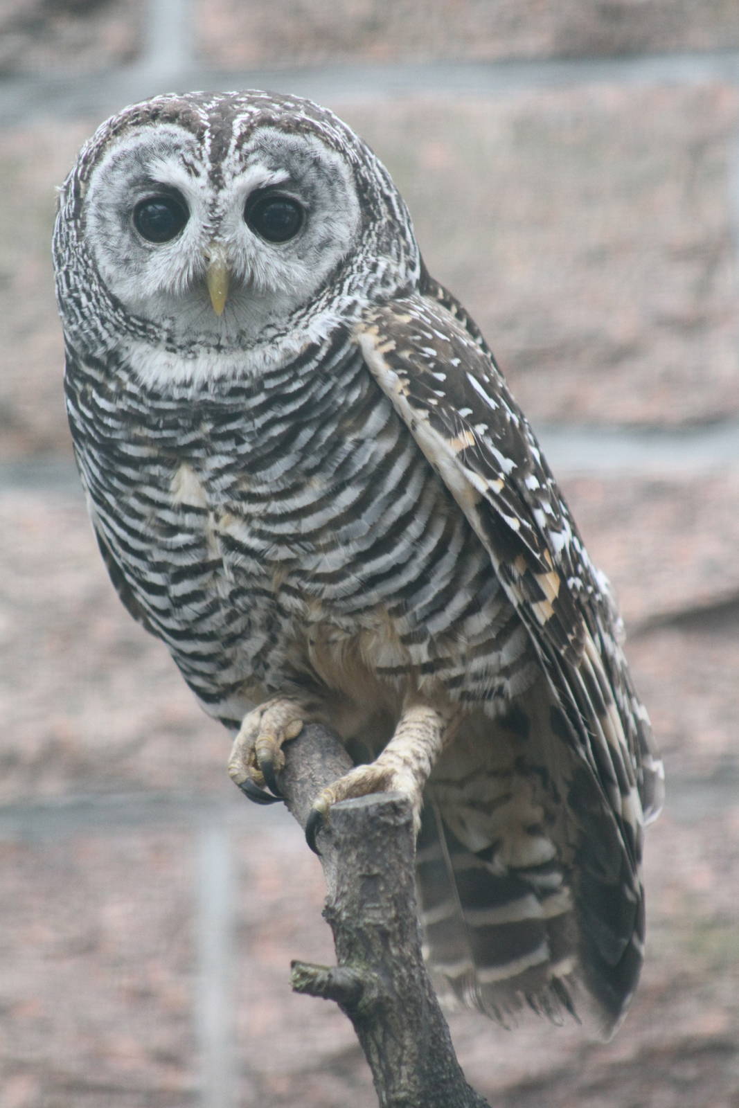 Rufous-legged Owl (Strix rufipes)