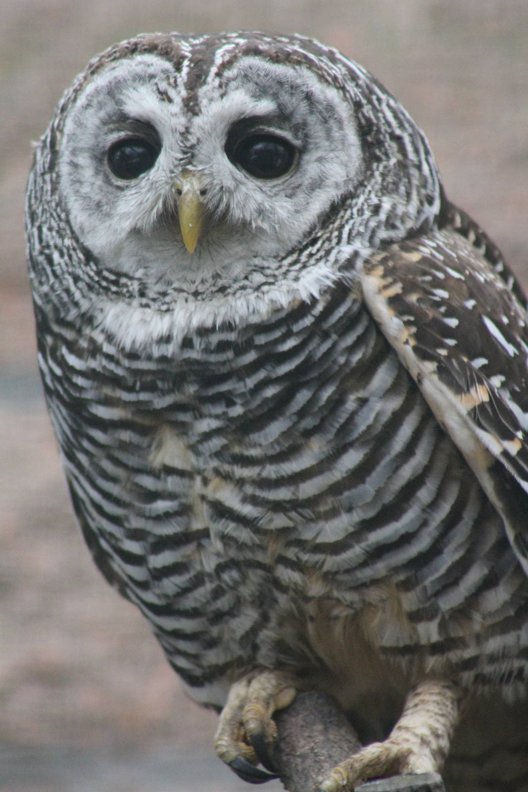 Rufous-legged Owl (Strix rufipes)
