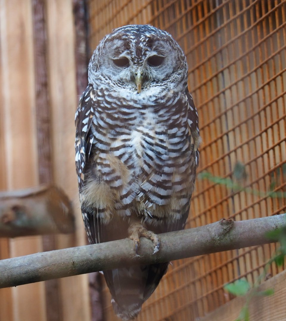 Rufous-legged owl (Strix rufipes)