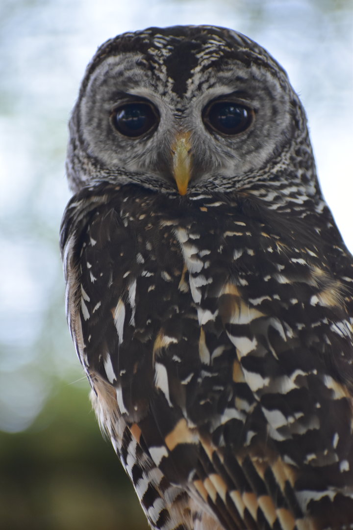Rufous-legged Owl - Strix rufipes