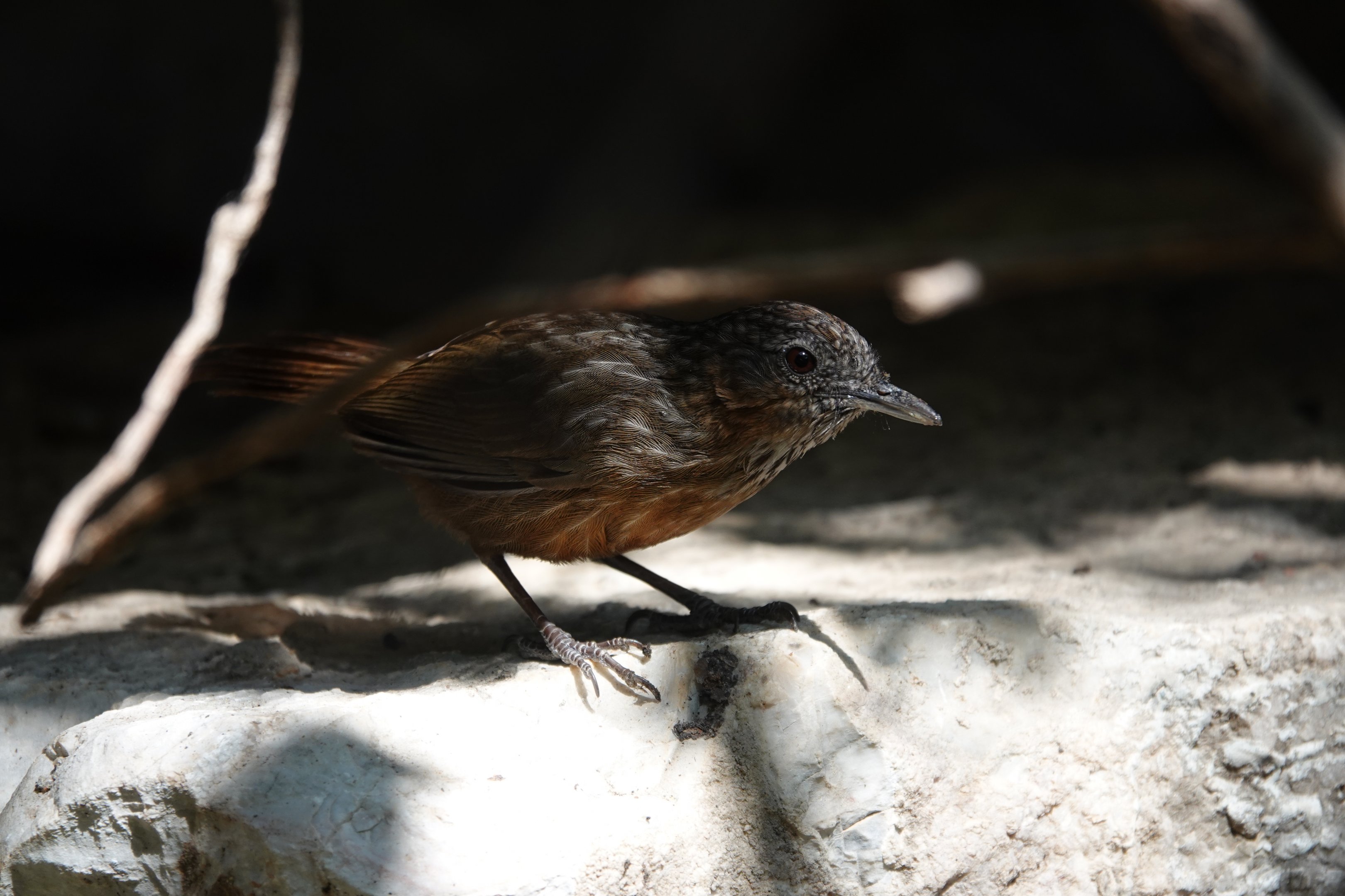 Rufous Limestone Babbler