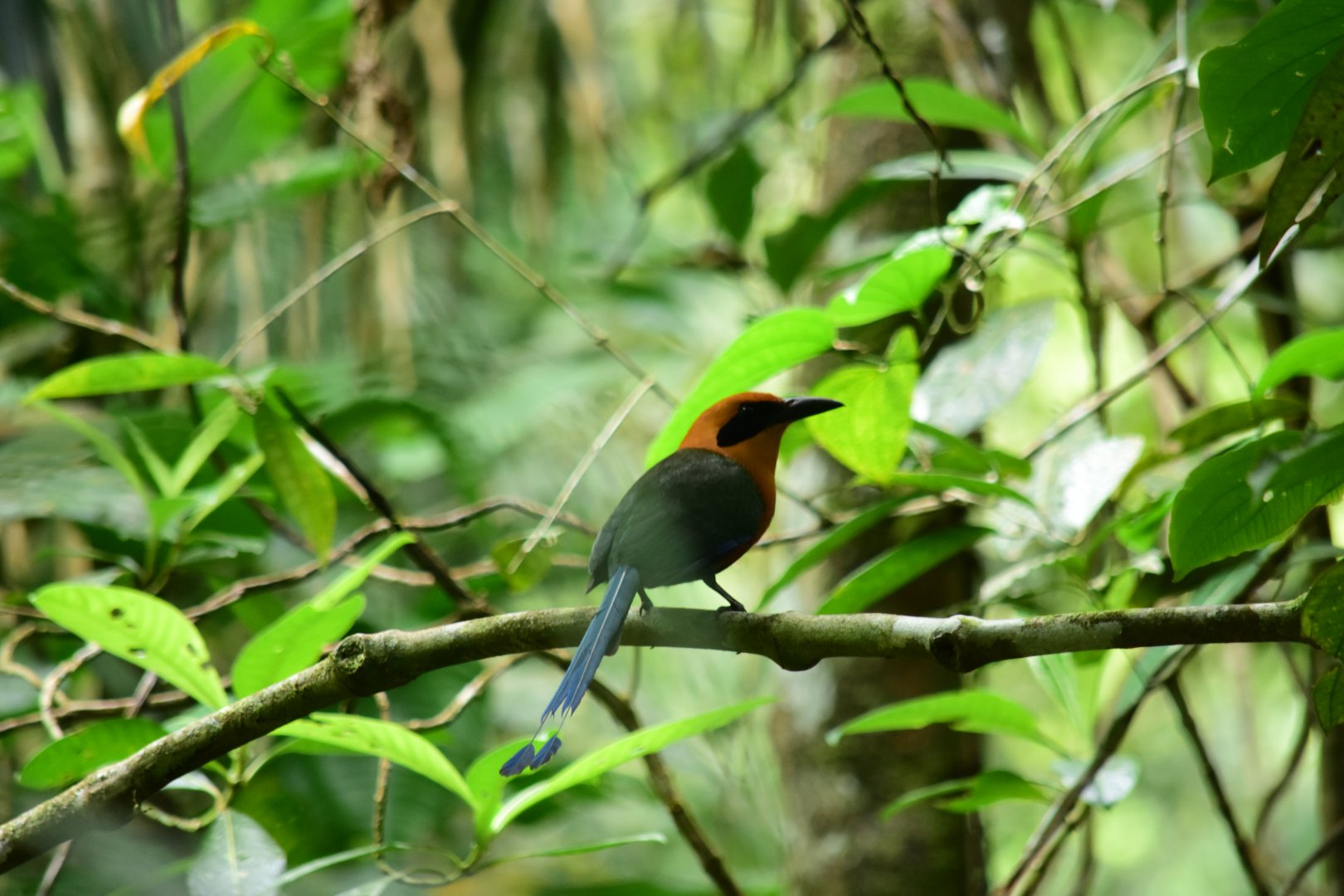 Rufous motmot (Baryphthengus martii)