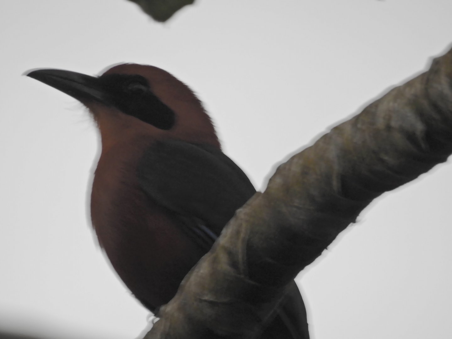 Rufous Motmot