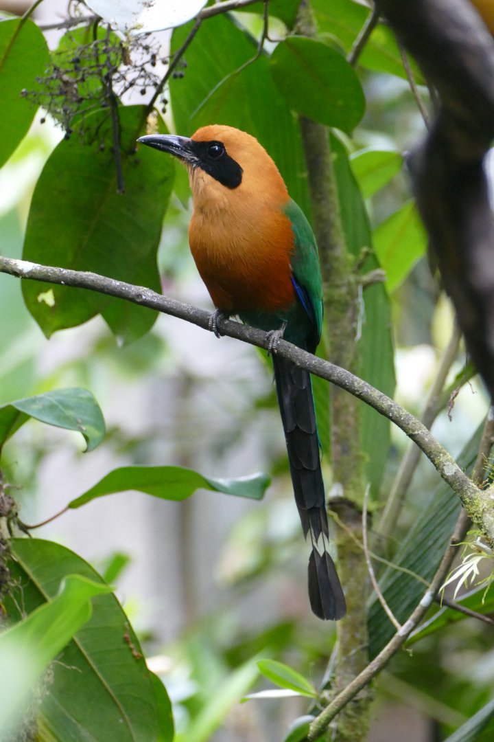 Rufous Motmot