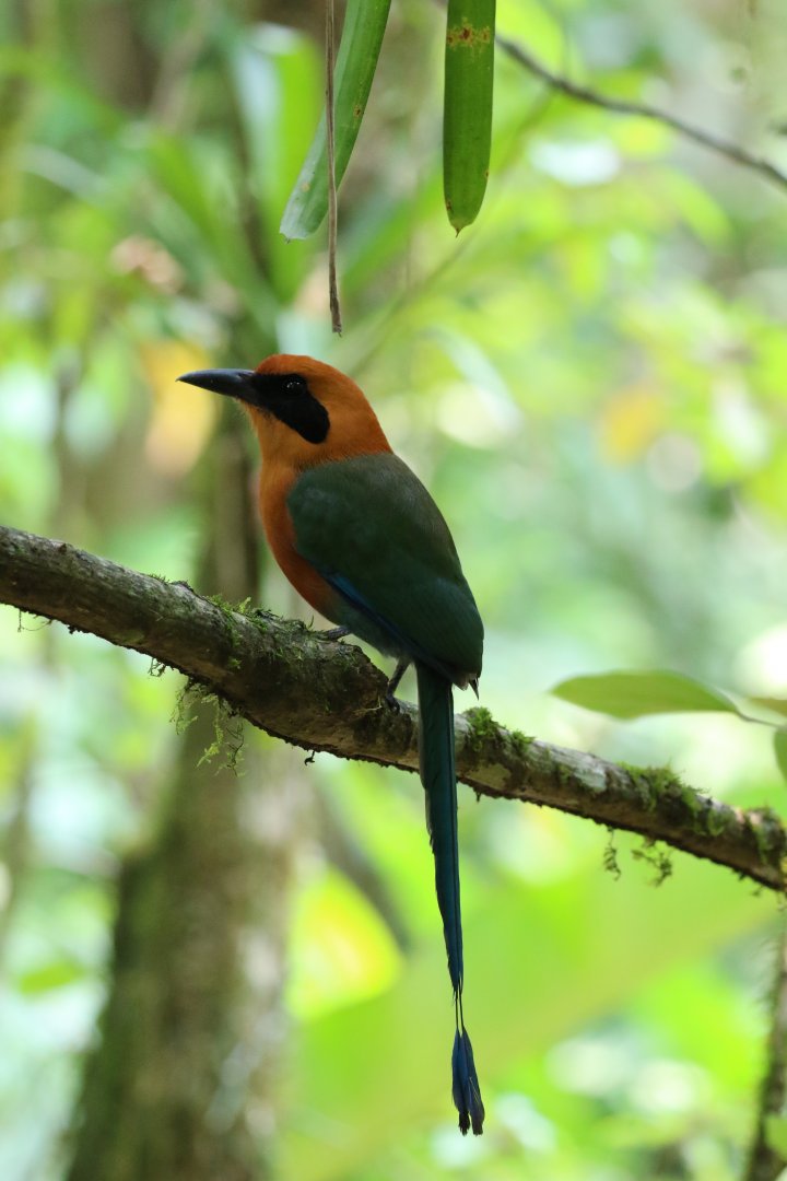 Rufous Motmot