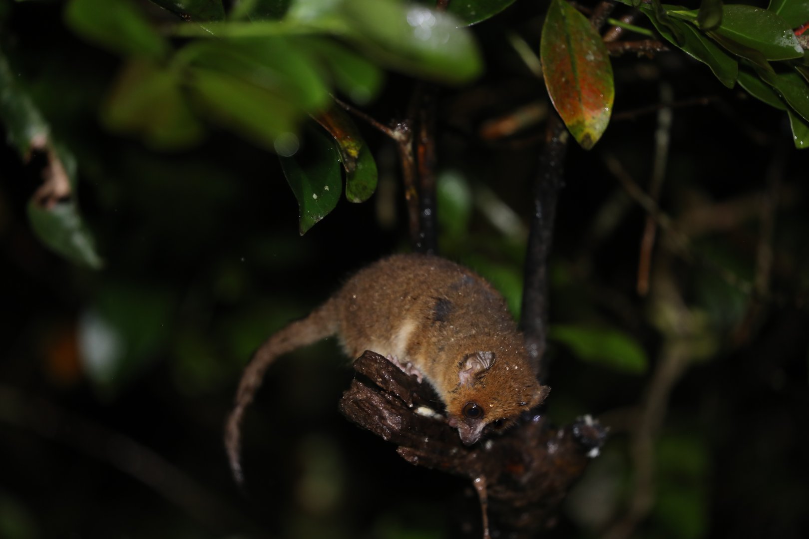 Rufous Mouse Lemur (Microcebus rufus)