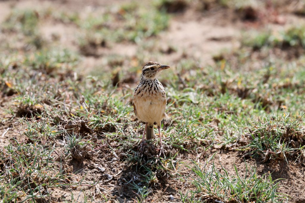 Rufous-naped Lark