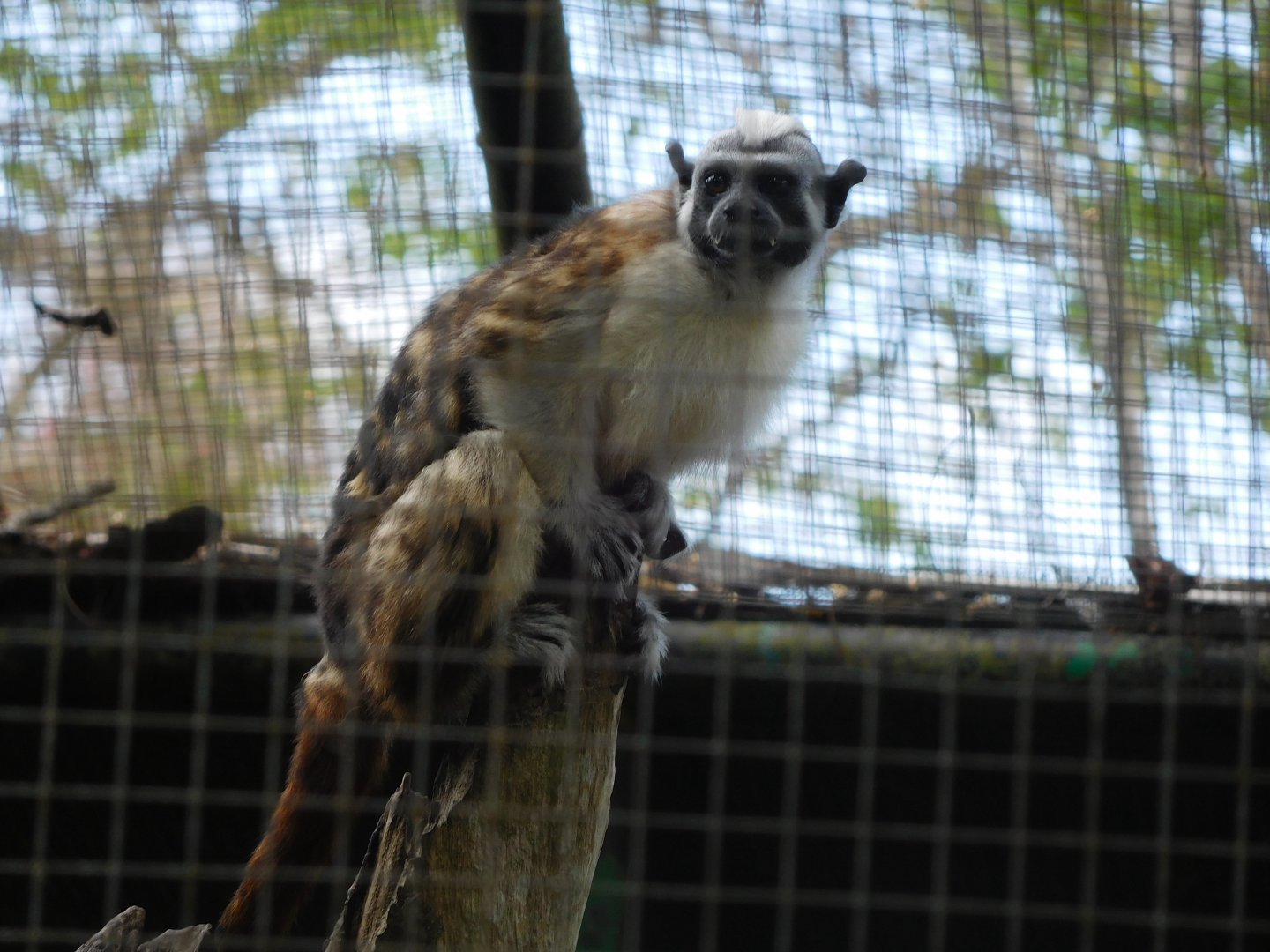Rufous-naped tamarin