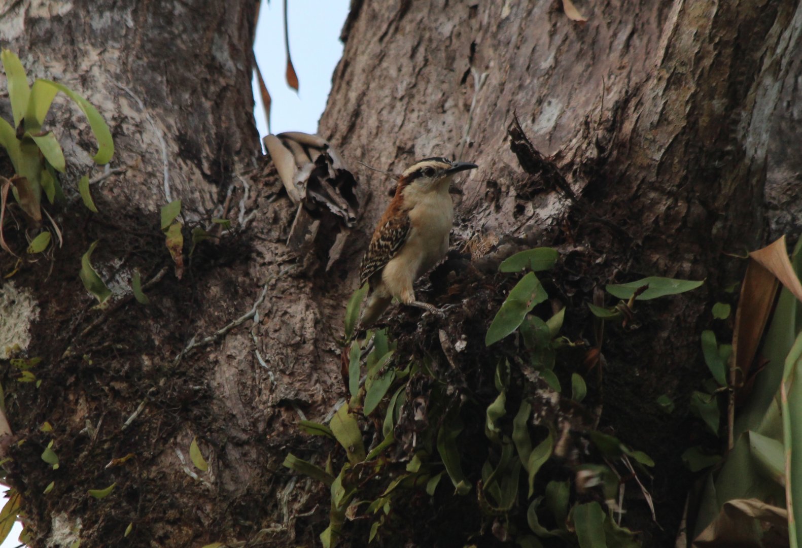 Rufous-naped Wren - Apr 2019