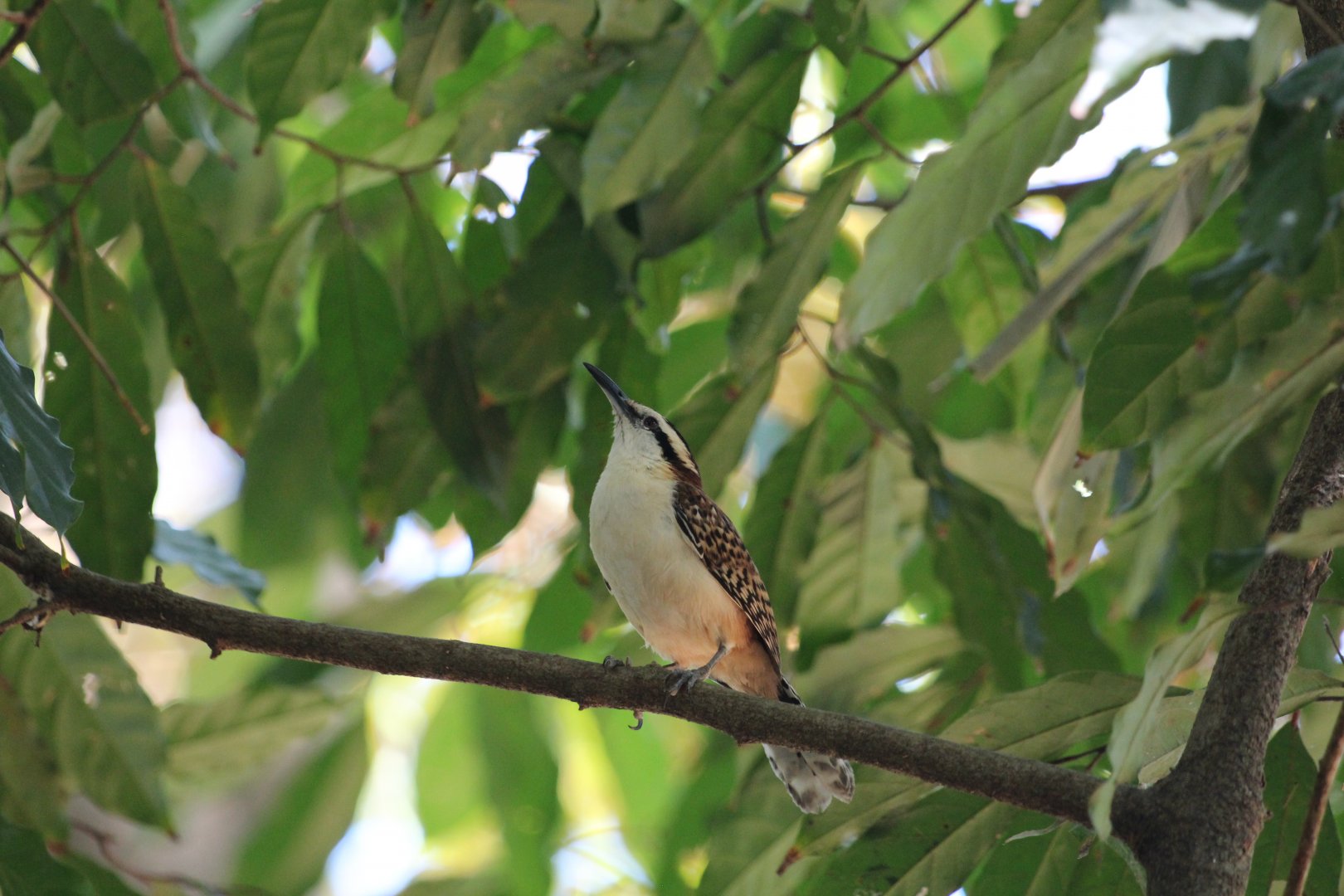 Rufous-naped Wren (Wild)
