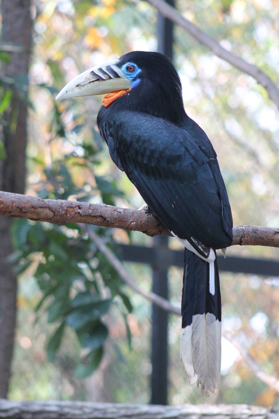Rufous-necked Hornbill (Aceros nipalensis)