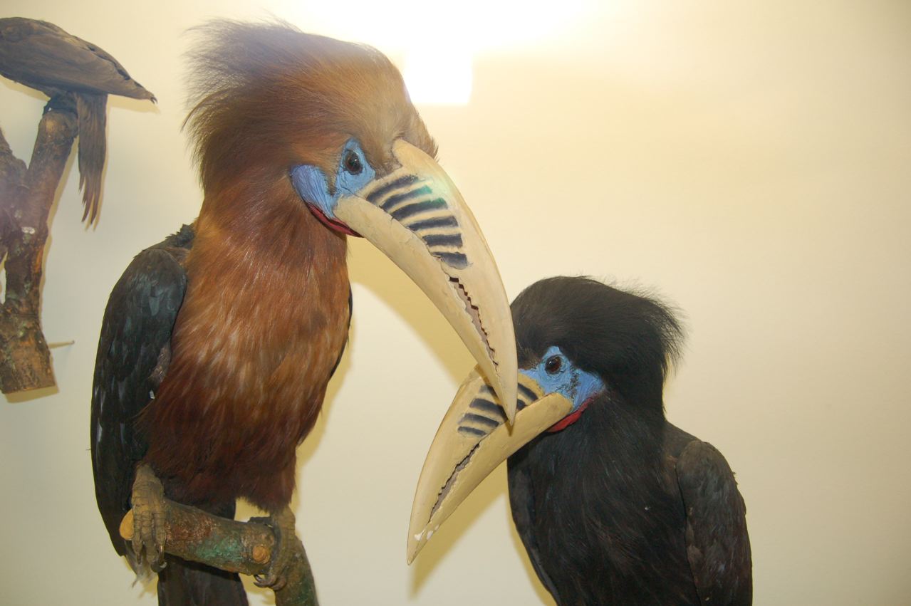 Rufous necked Hornbill