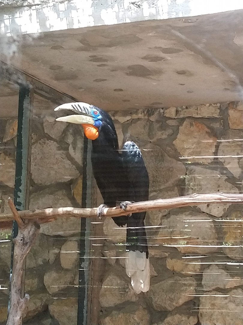 Rufous-necked hornbill