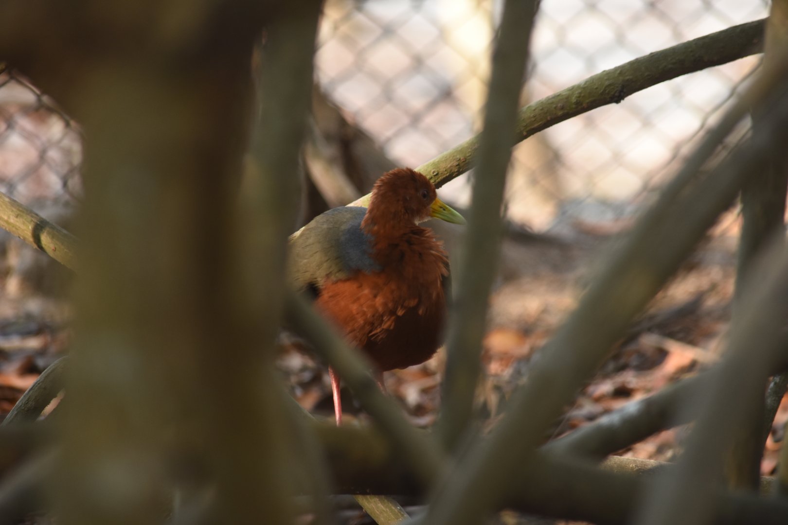 Rufous-necked wood rail (Aramides axillaris)