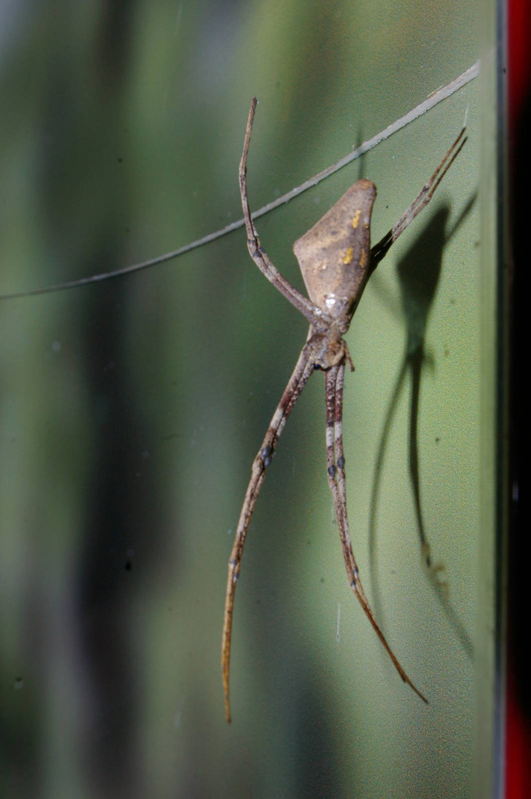 rufous net-casting spider (Deinopus subrufa)