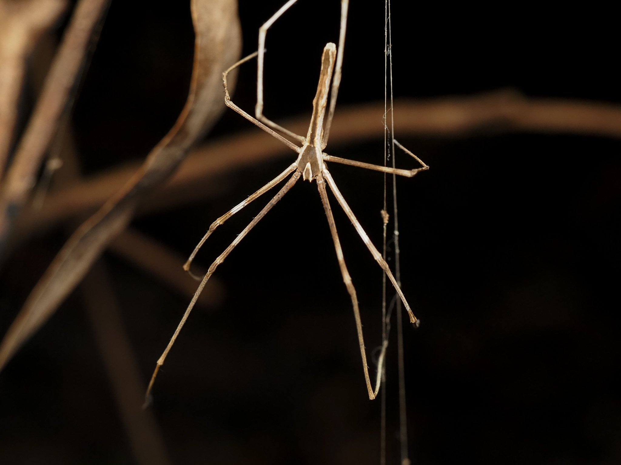 Rufous Net-casting Spider