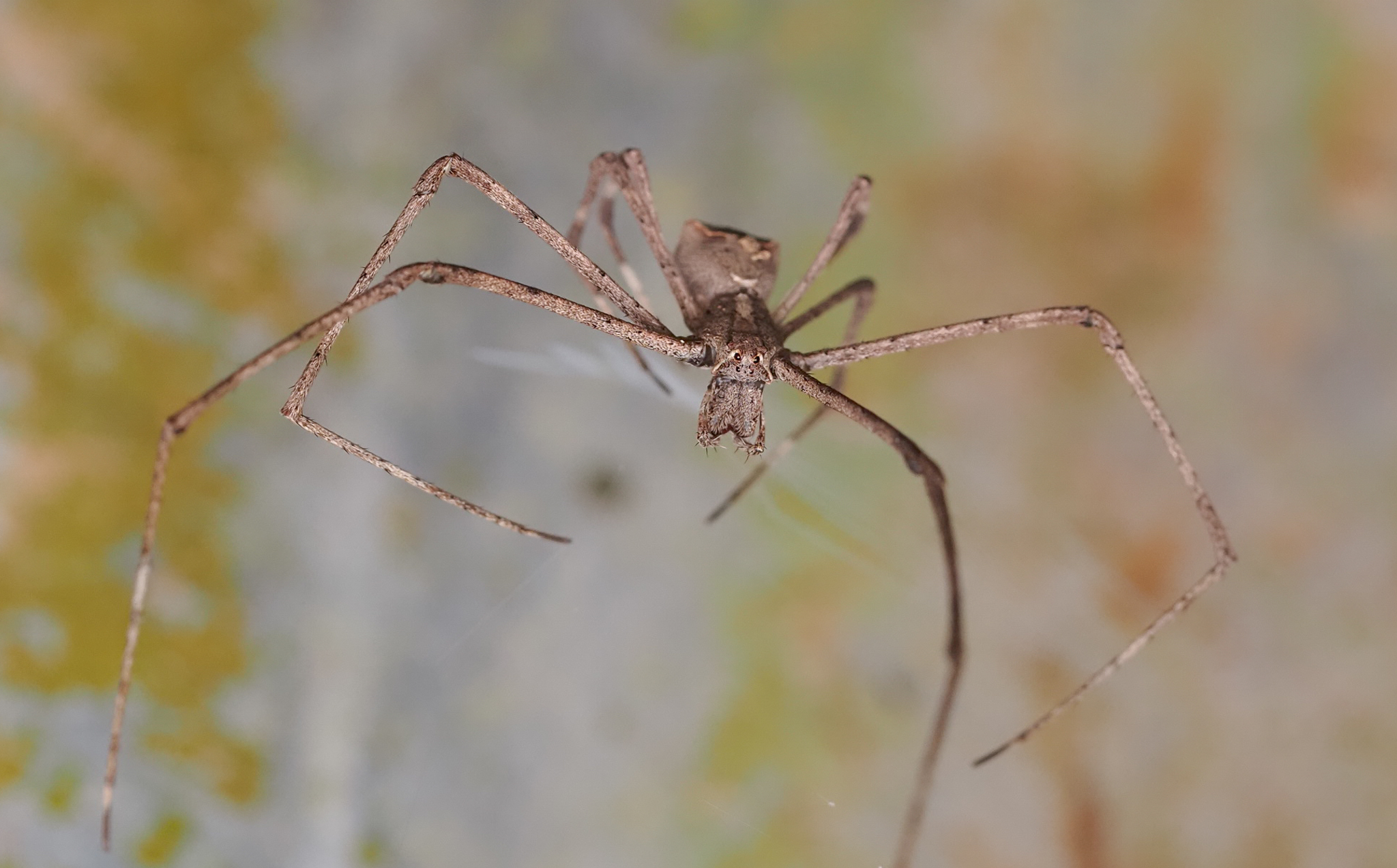 Rufous Net-casting Spider