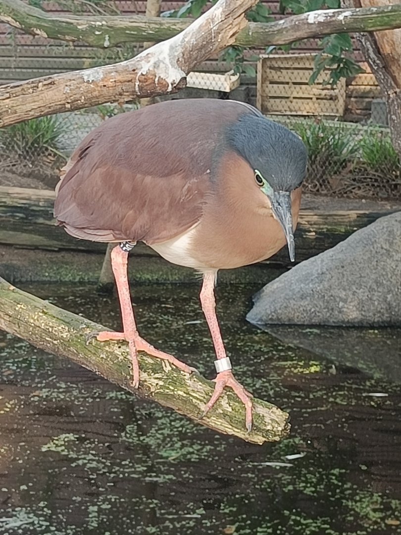 Rufous Night Heron in Waterfowl Aviary - Darwin Crater