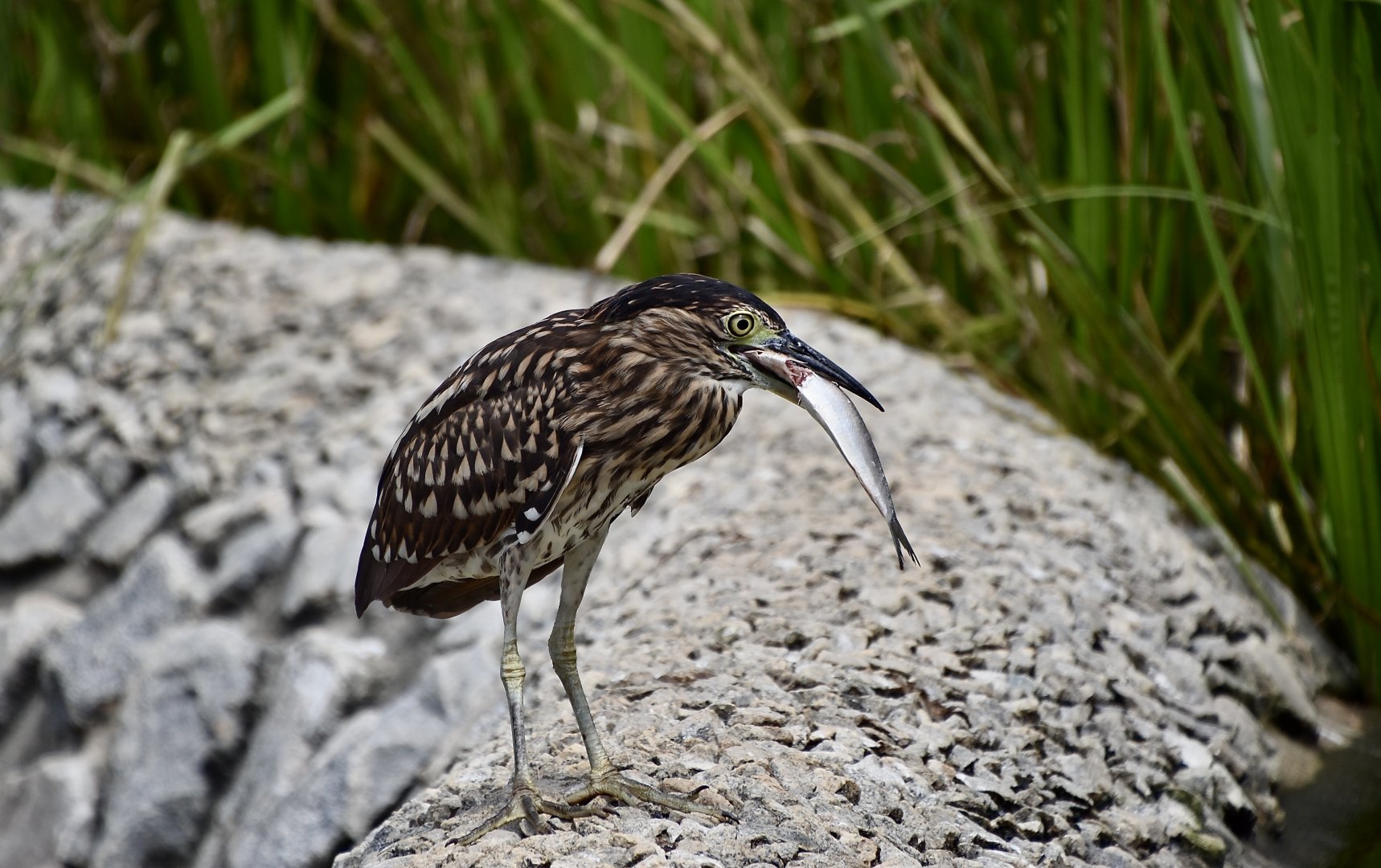 Rufous Night Heron (Nycticorax caledonicus) juvenile