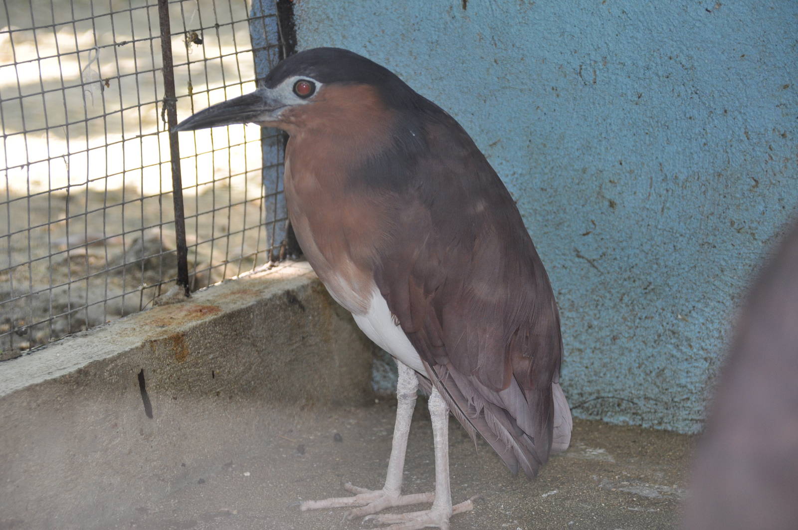 Rufous night heron/ Nycticorax caledonicus major