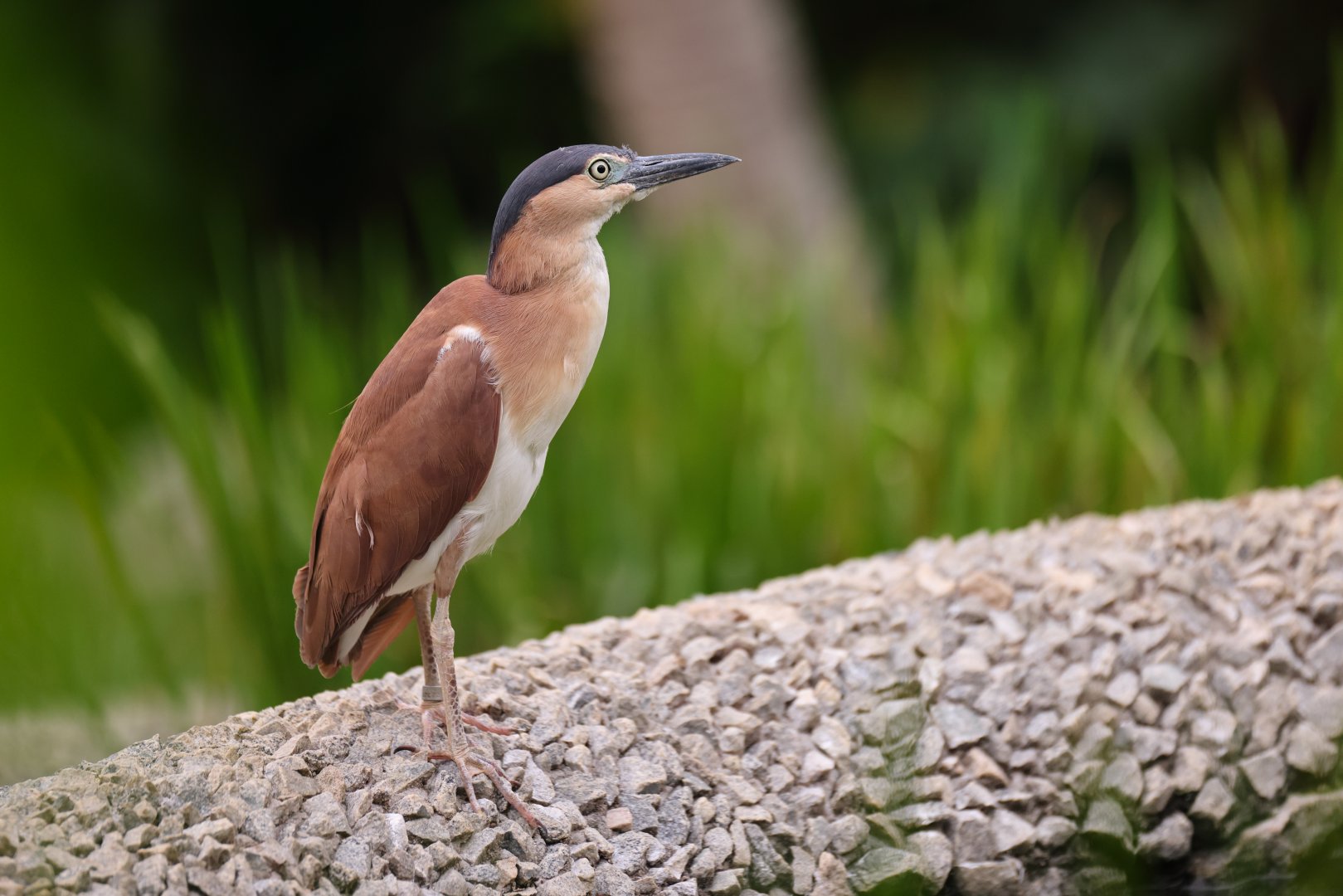 Rufous Night-heron (Nycticorax caledonicus) - Wings of Asia