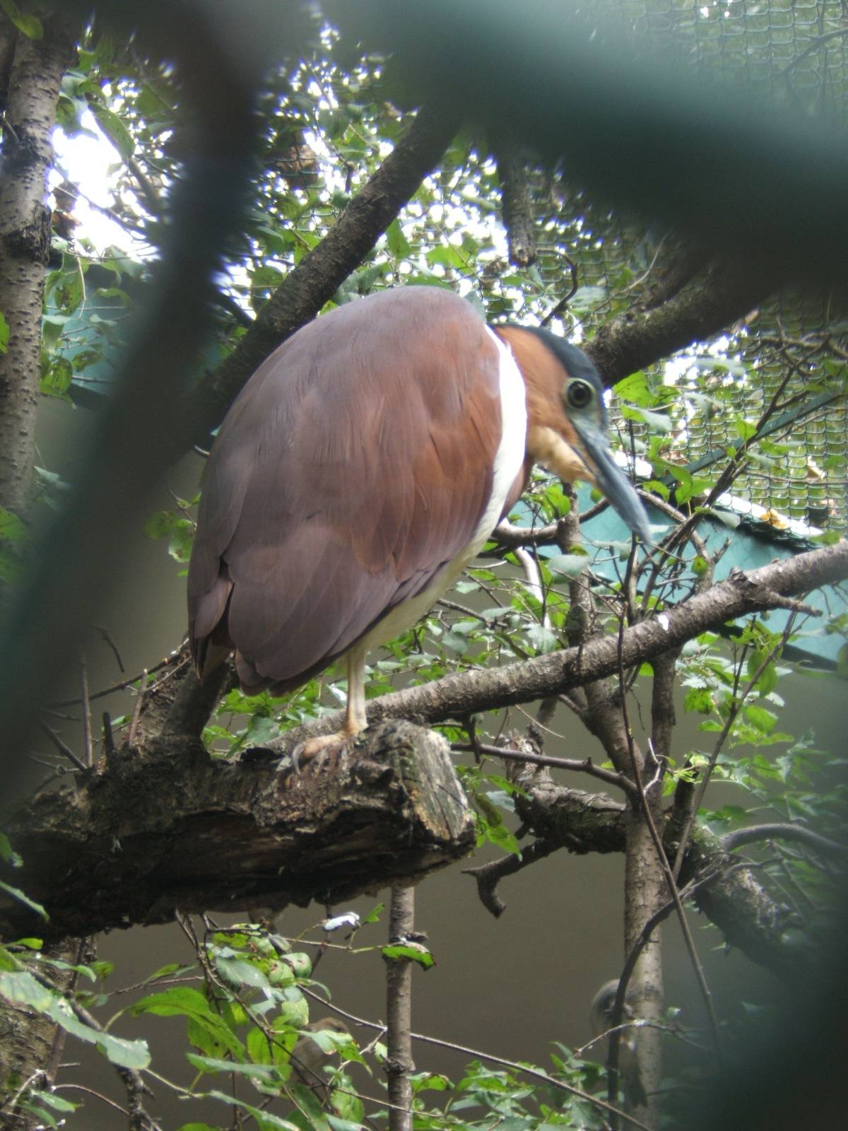 Rufous Night Heron (Nycticorax caledonicus)
