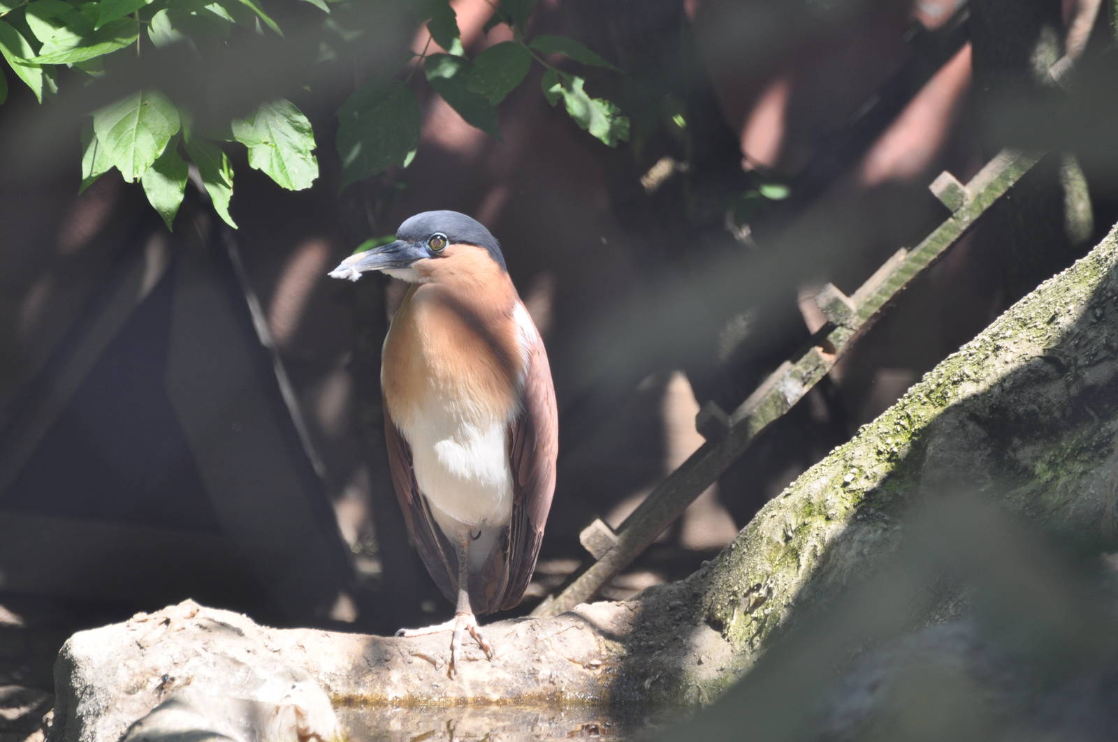 Rufous night heron/ Nycticorax caledonicus