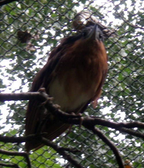 Rufous Night Heron (Nycticorax caledonicus)
