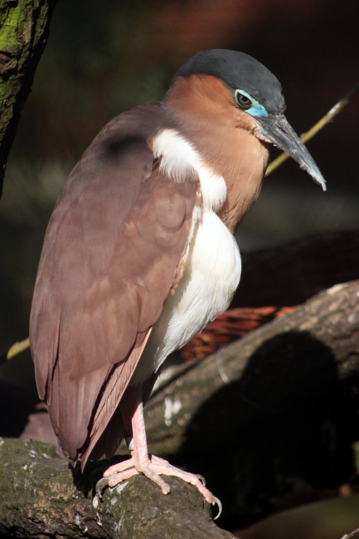 Rufous night heron (Nycticorax caledonicus)