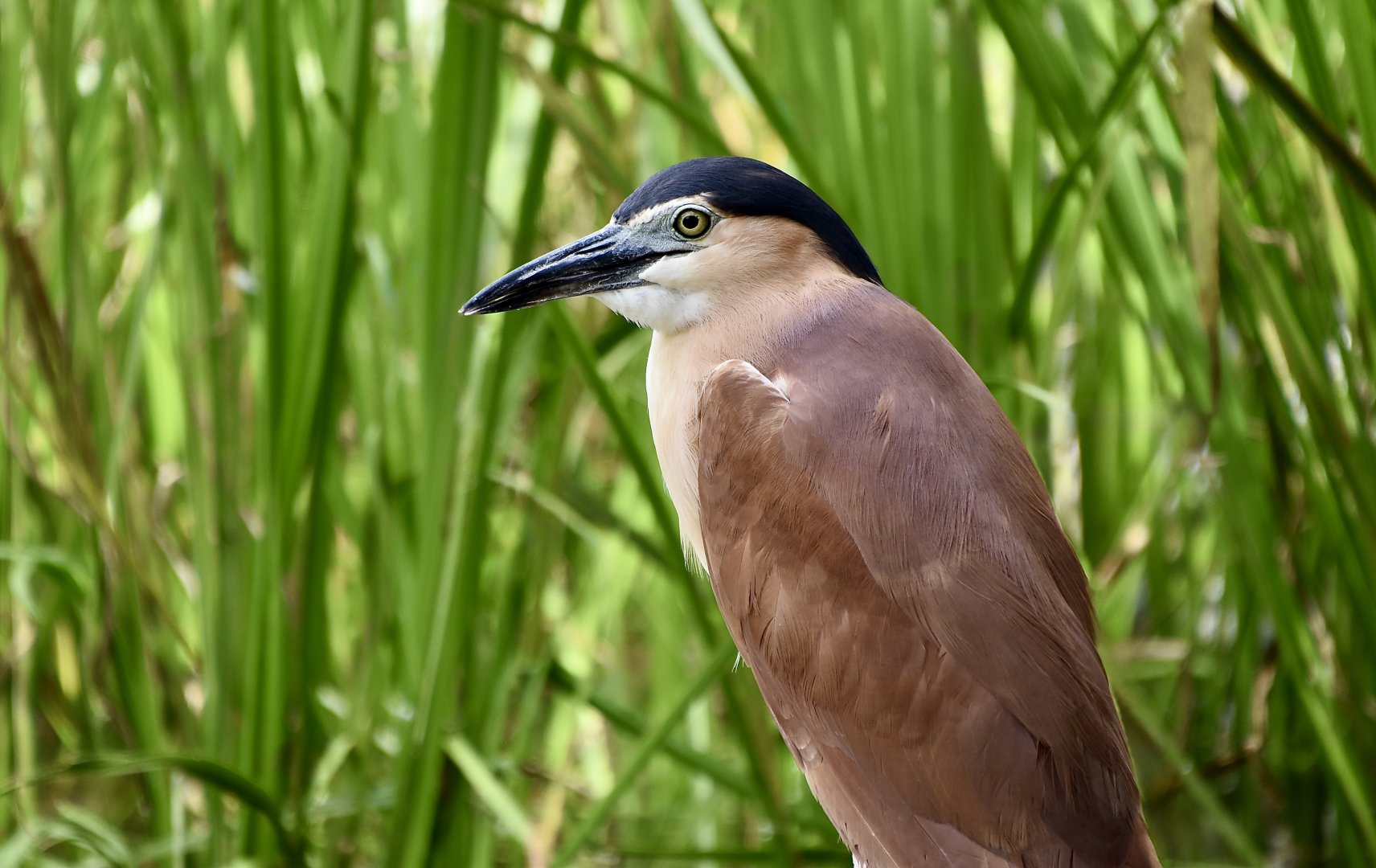 Rufous Night Heron (Nycticorax caledonicus)