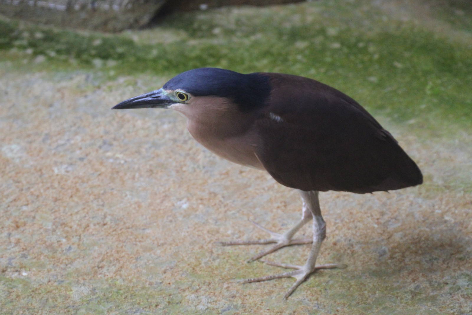 Rufous Night Heron?