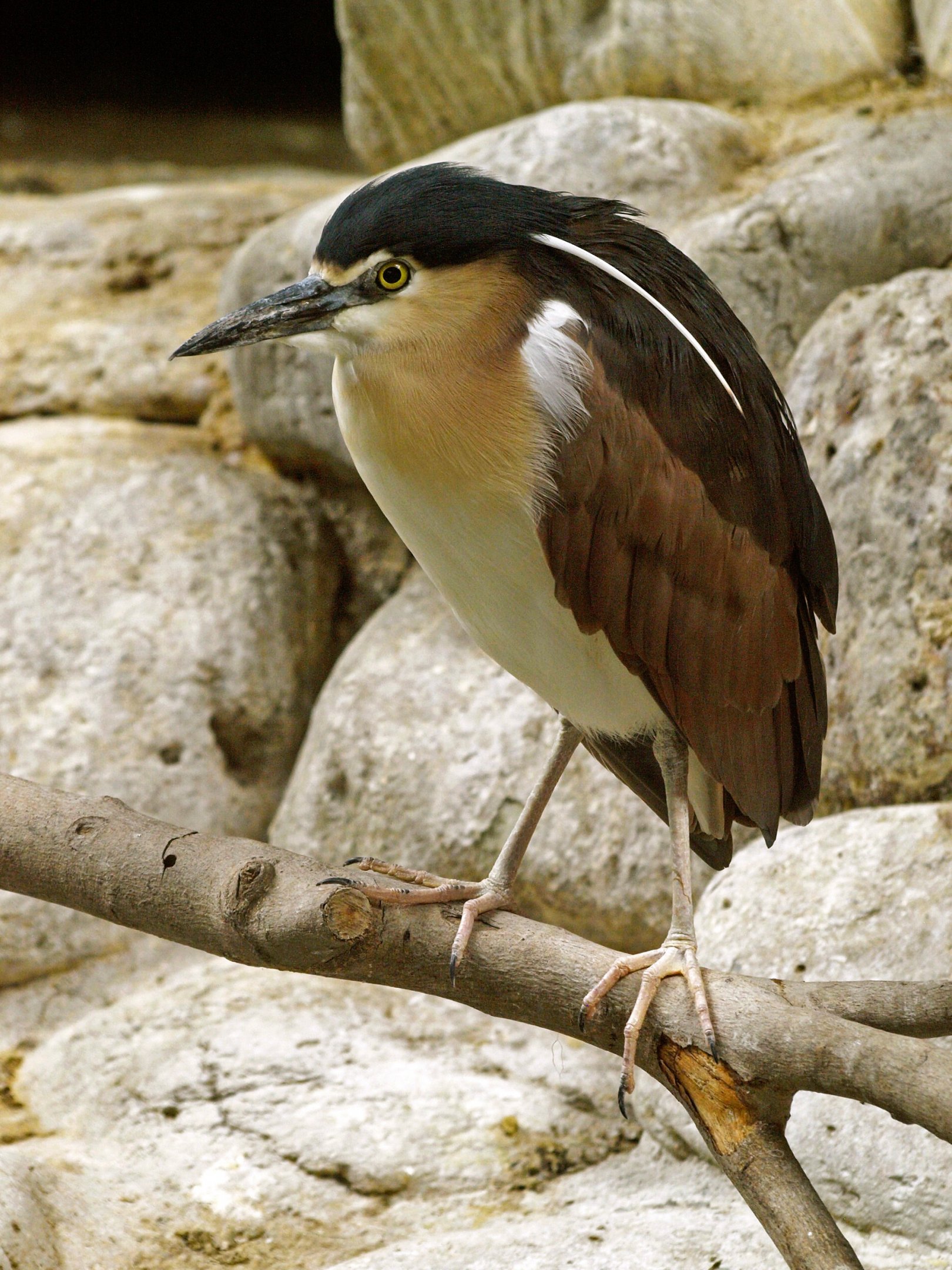 Rufous night heron