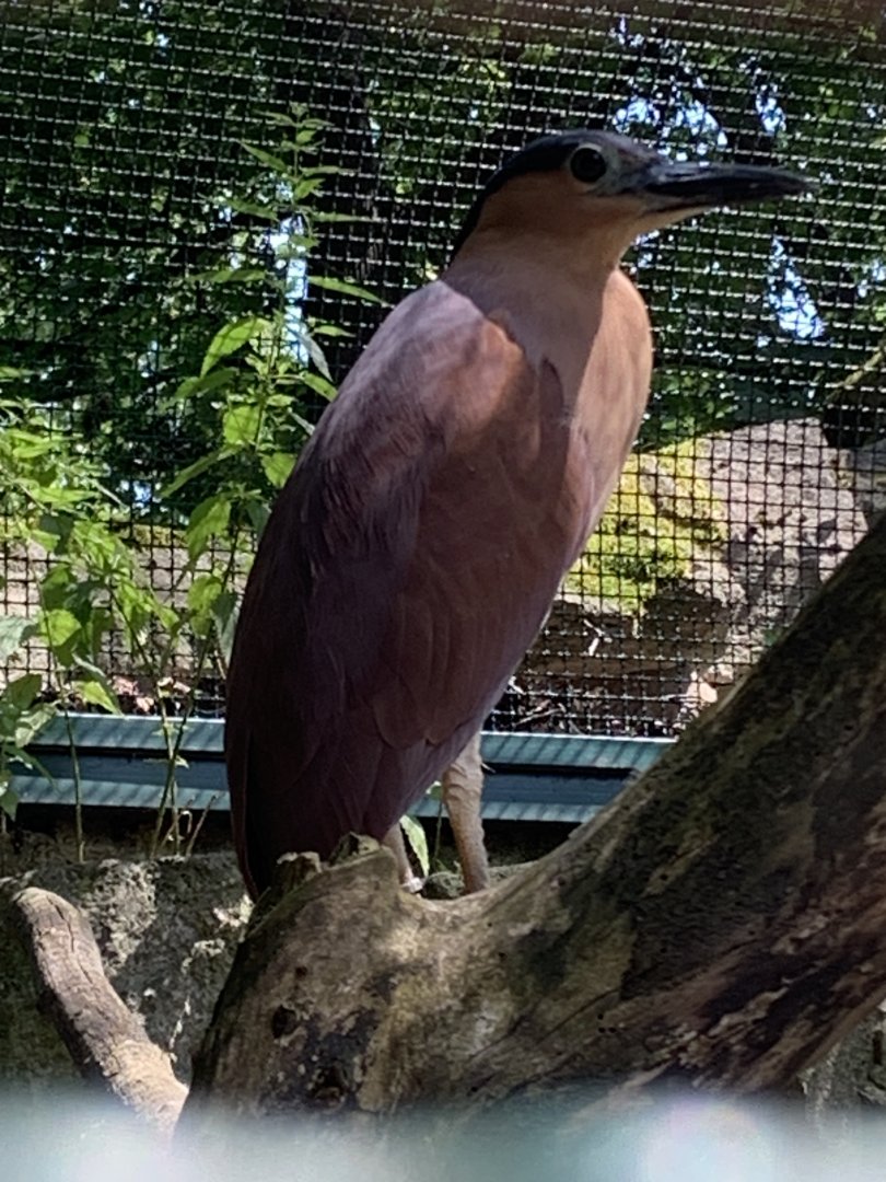 Rufous night-heron