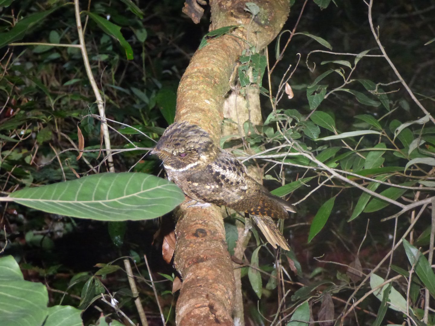 Rufous Nightjar (Antrostomus rufus)
