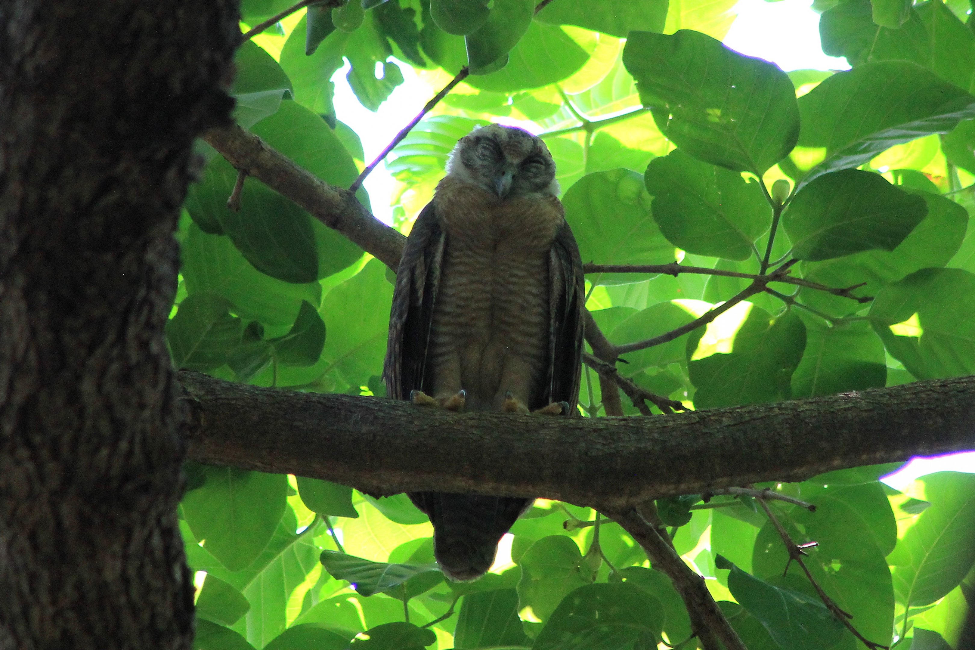 Rufous Owl (Ninox rufa)