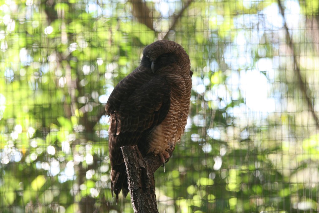 Rufous Owl
