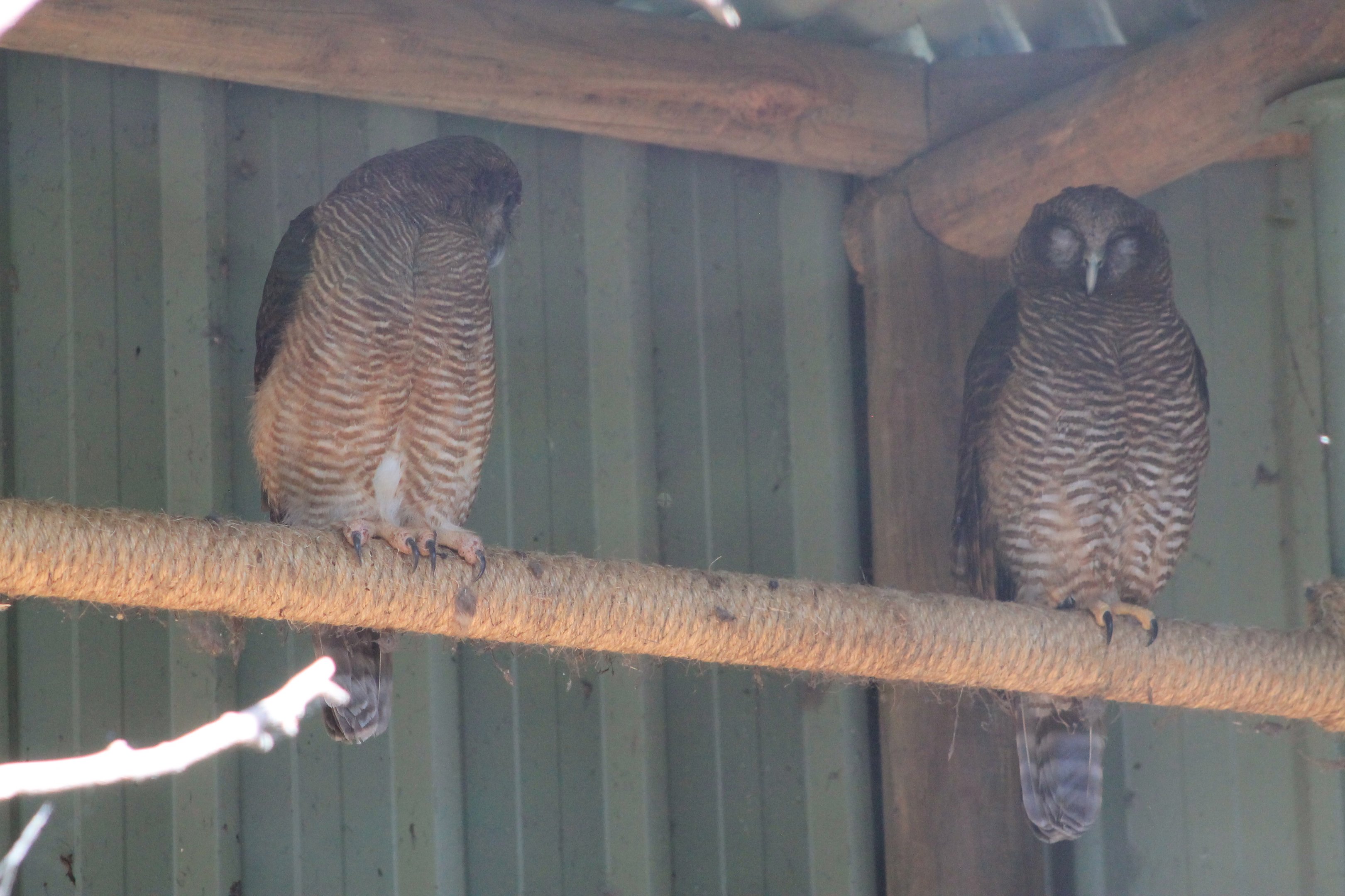 Rufous Owls (Ninox rufa)