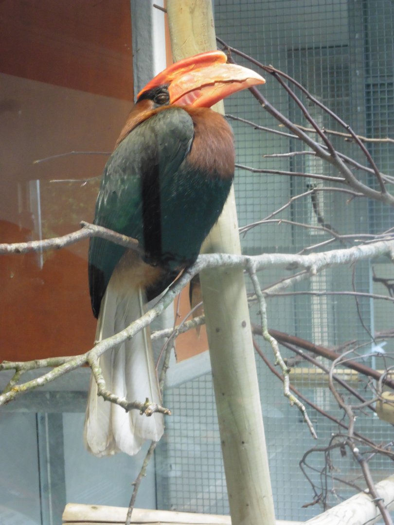 Rufous (Philippines) Horbill
