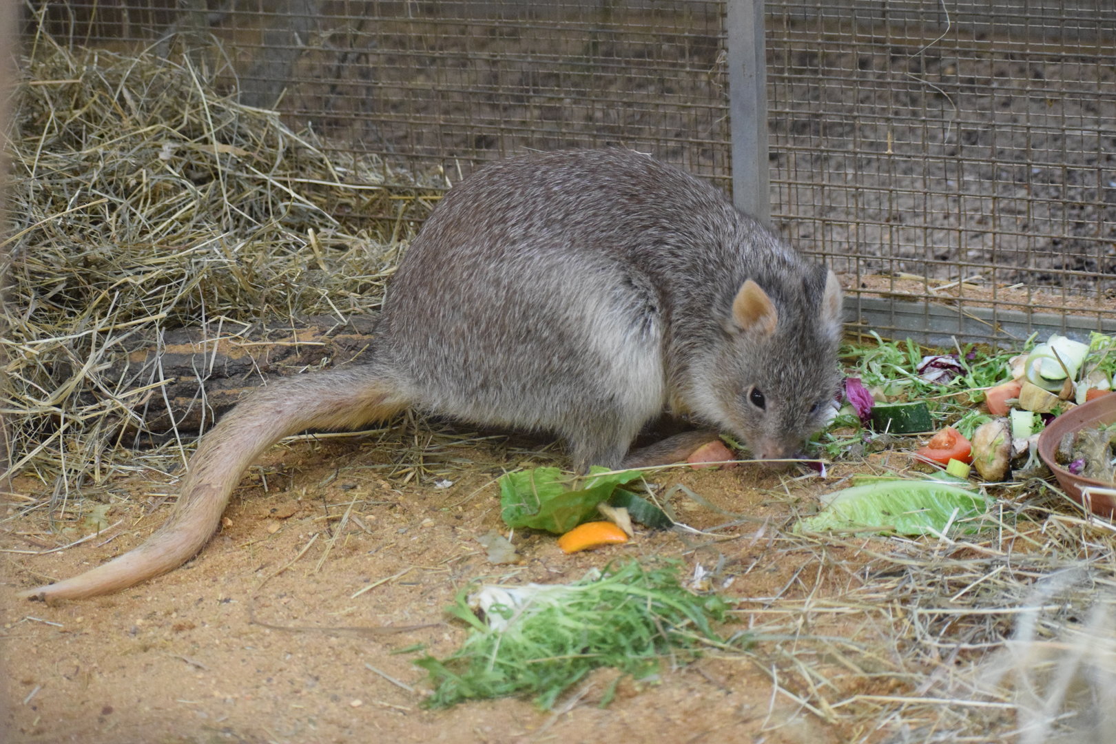 Rufous rat kangaroo