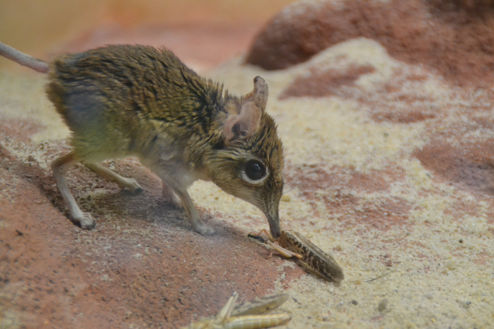 Rufous shrew