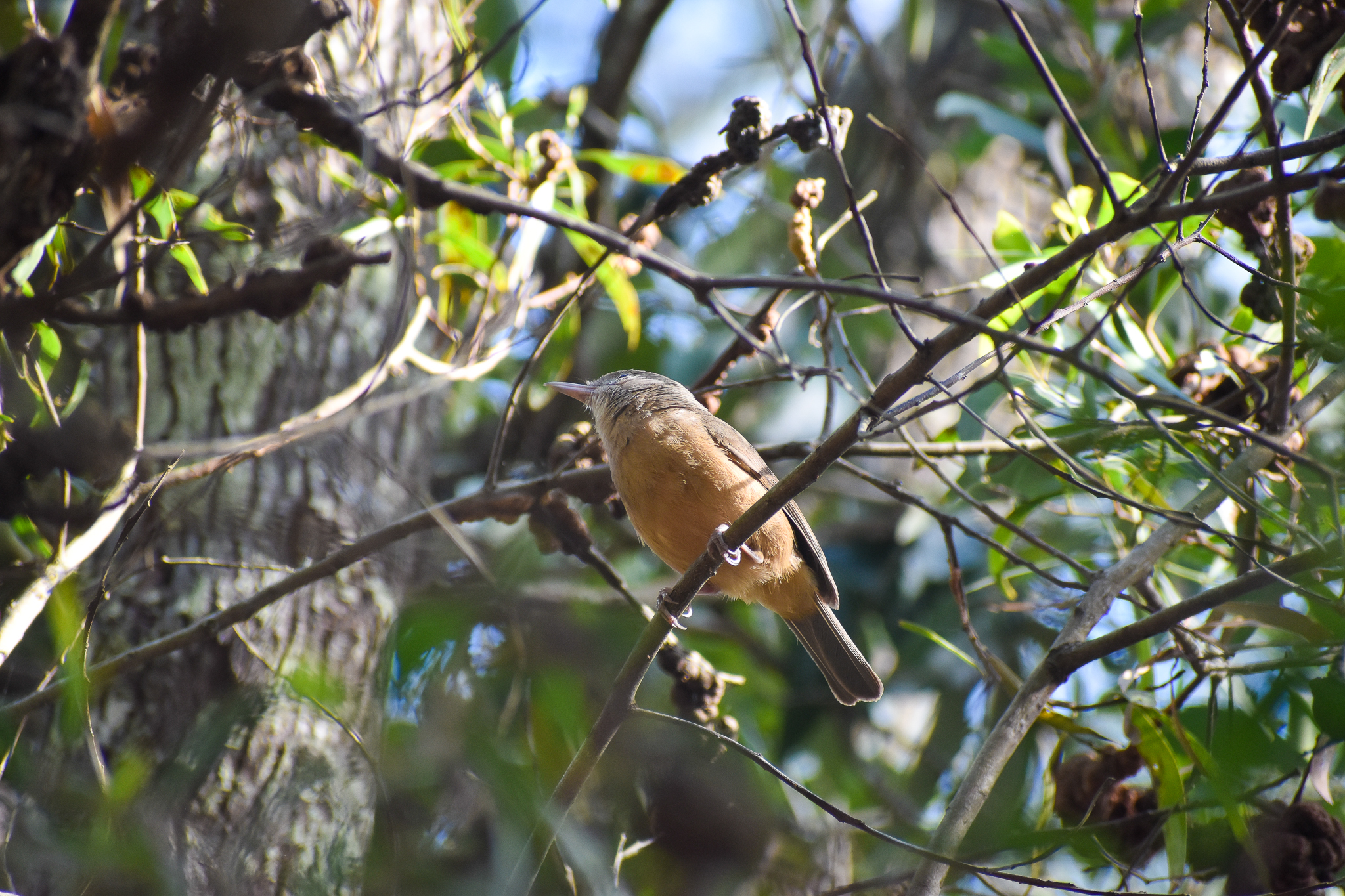 Rufous Shrike-thrush (Colluricincla rufogaster)