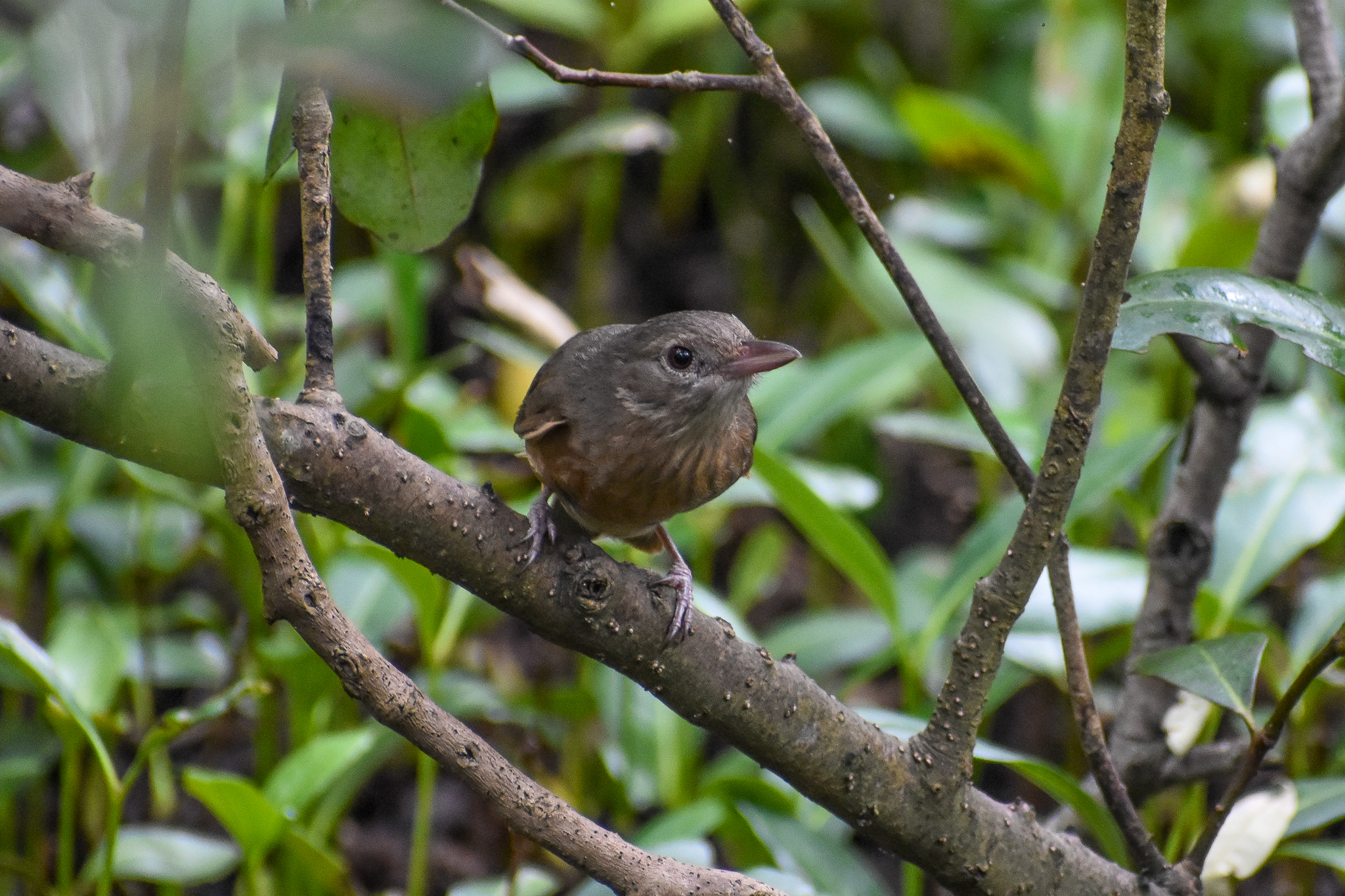 Rufous Shrike-thrush (Colluricincla rufogaster)